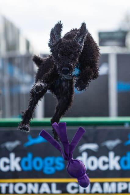 Spanish Water Dog
