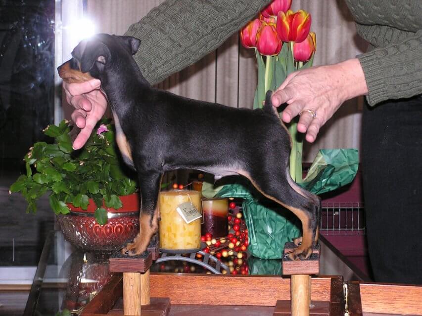 Miniature Pinscher