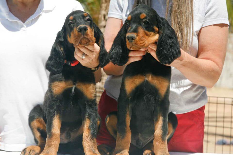 Gordon Setter
