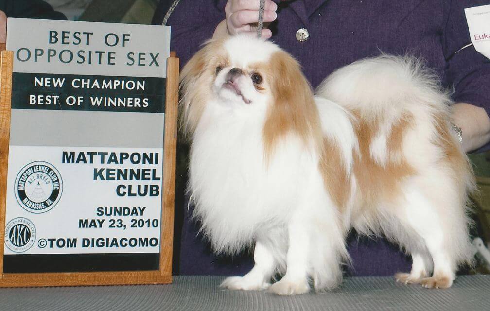 Japanese Chin