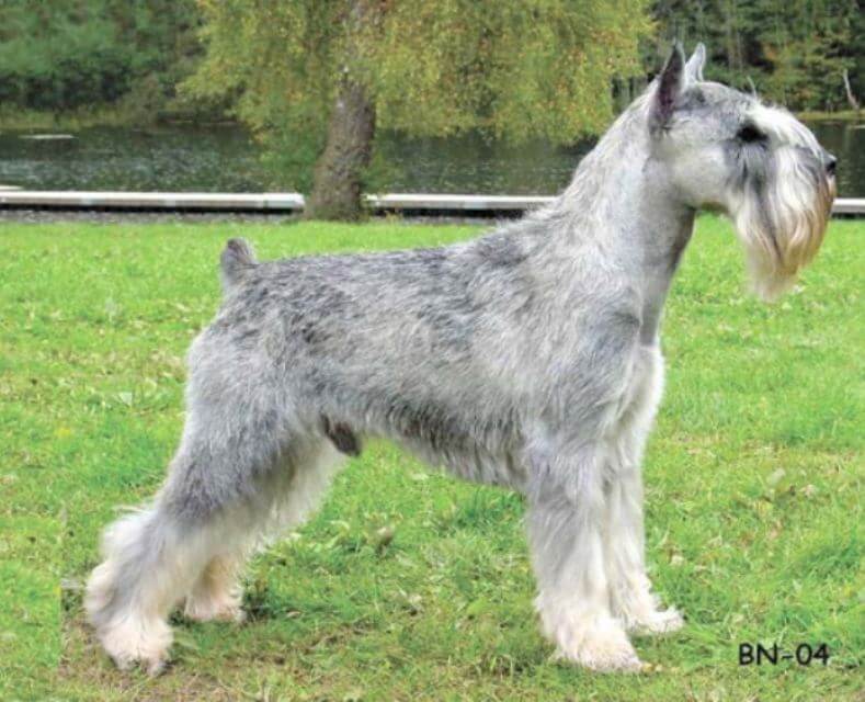 Standard Schnauzer