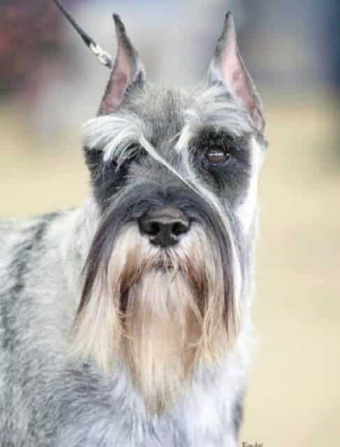 Standard Schnauzer