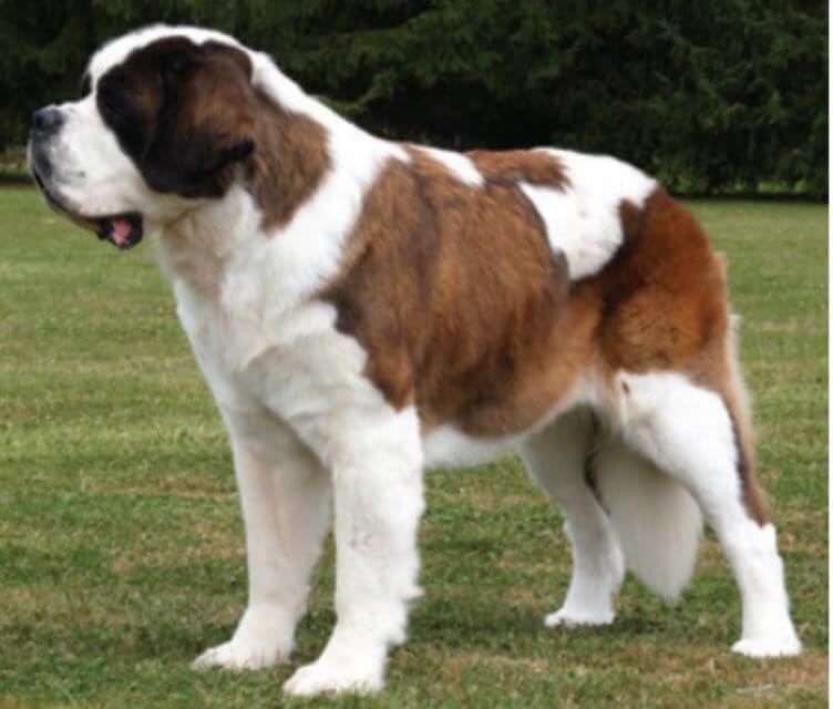 Saint Bernard