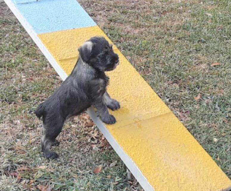 Standard Schnauzer