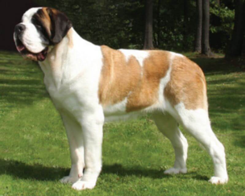 Saint Bernard