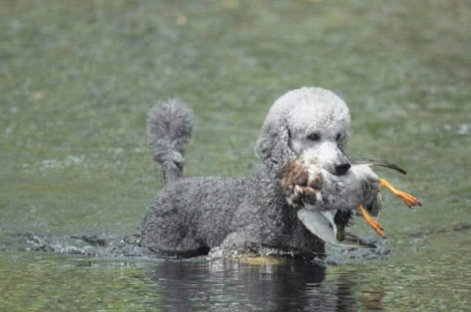 Poodle CH Lemerle Silk Tie, CD SH WCX. He earned a MH pass at this year's national hunt test and is used extensively as a personal upland hunting dog. Owned by Lin Gelbman.