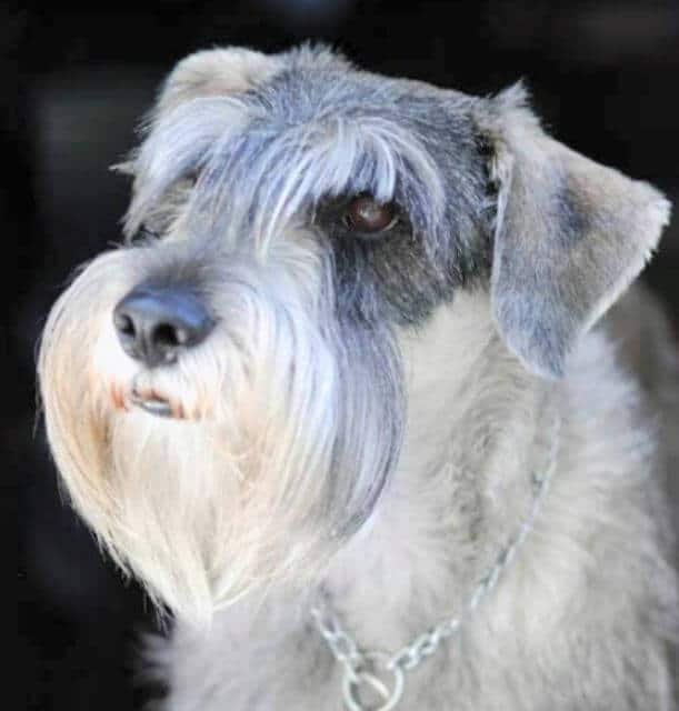 Standard Schnauzer