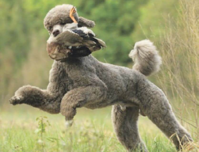 Poodle CH Carlyn Song of the South JH WCX OA UD TDI. He finished his championship at 18 months and is working in many areas including field work. He is close to completing his SH and UKC Seasoned titles. Owned by Suzanne Fairbairn.