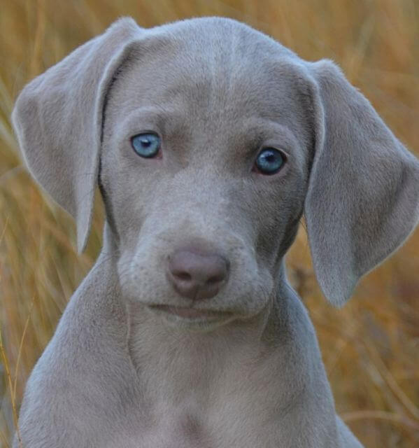 Close-up head photo of a Weimaraner with blue eyes