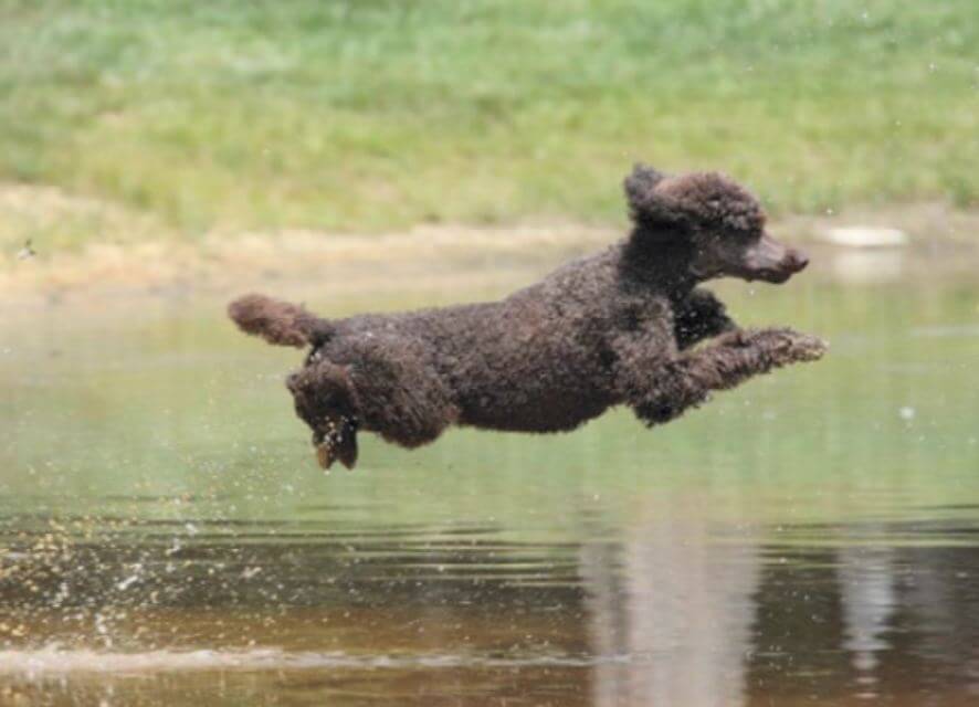 Poodle CH Carlyn Calamity Jane JH WCX NA. She competed in field events while in full show coat, finishing up her CH, JH and NA at about 4 years old. Her favorite activity was field work and Ann Rairigh finished her using a duck wing as bait in the show ring! Owned by Joyce Carelli.