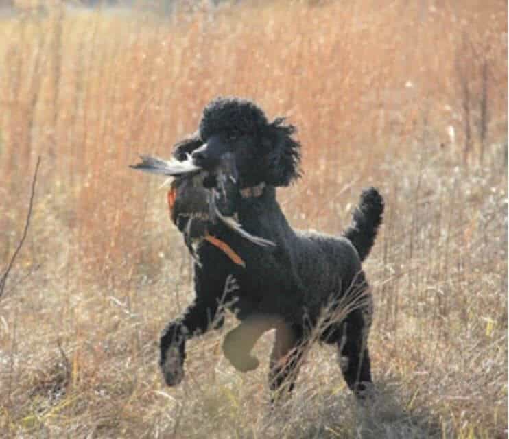 Poodle HR CH Carlyn Hard Spun SH WCX. He finished his championship at 16 months after he earned his WC title at 7 months of age. Still competing in field events, he also has 1 MH pass to his credit.