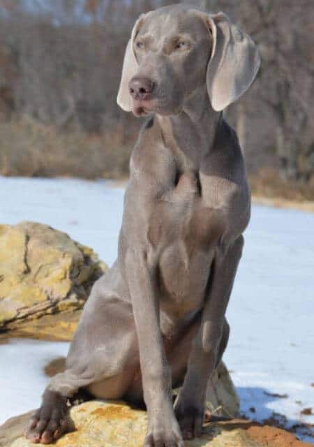 Weimaraner sitting on a rock, snowy background.