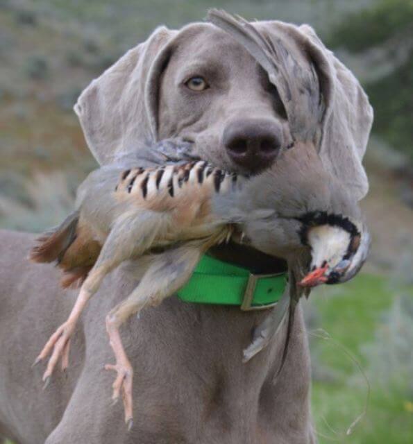 Weimaraner carrying game in its mouth