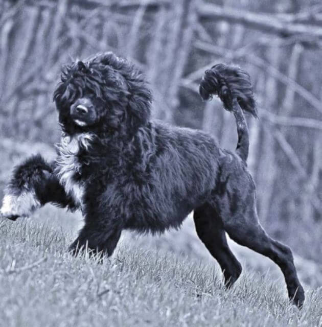 Portuguese Water Dog