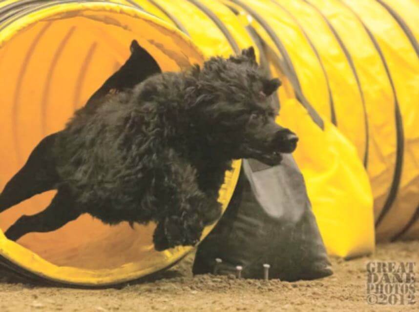 Portuguese Water Dog