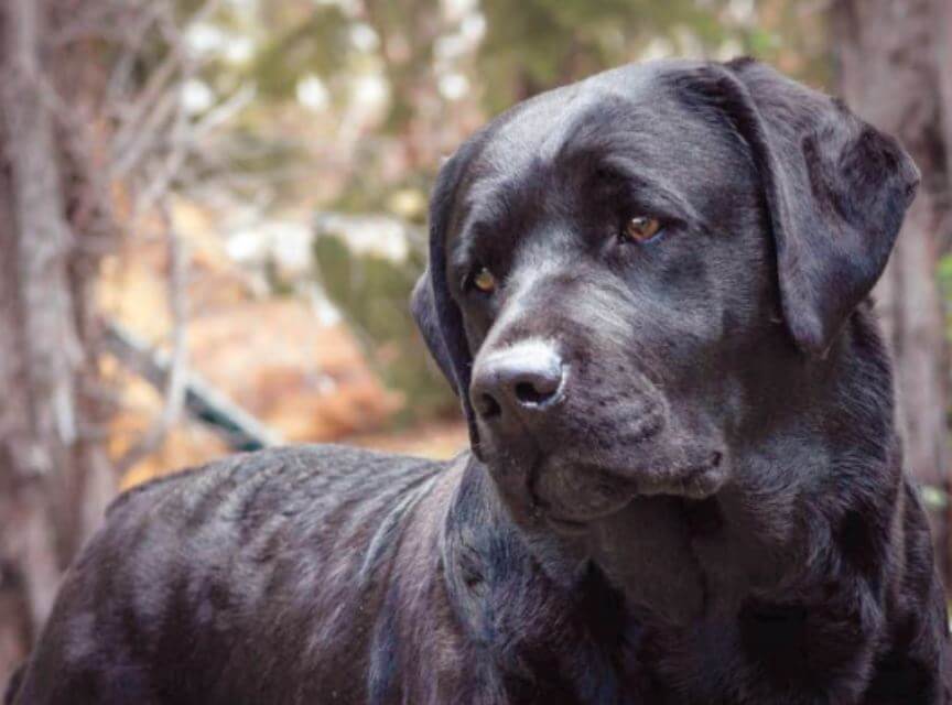 Labrador Retriever
