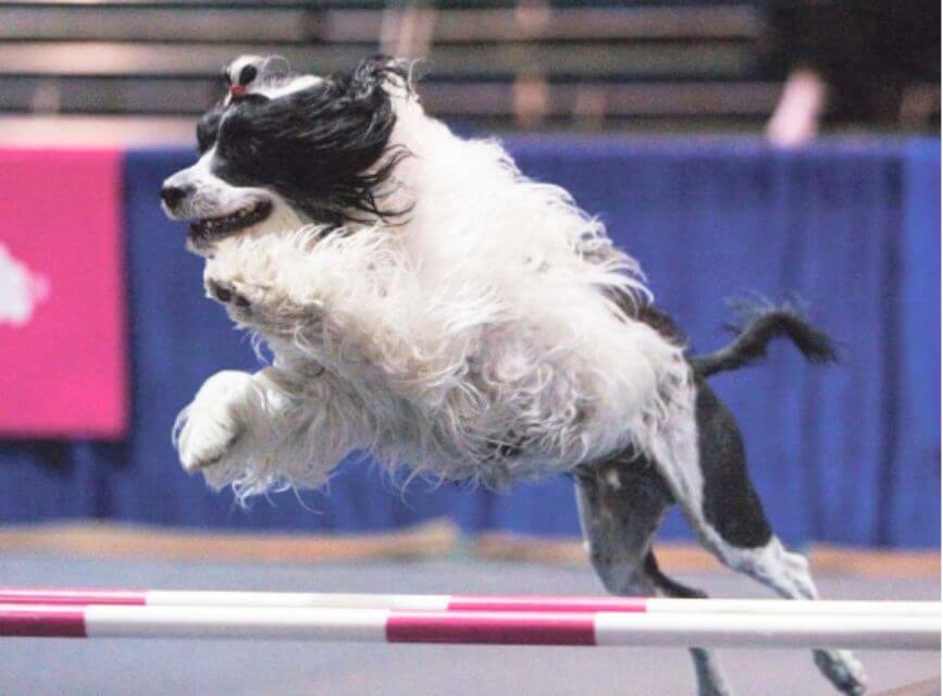 Portuguese Water Dog