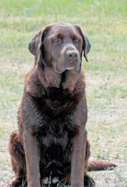 Labrador Retriever