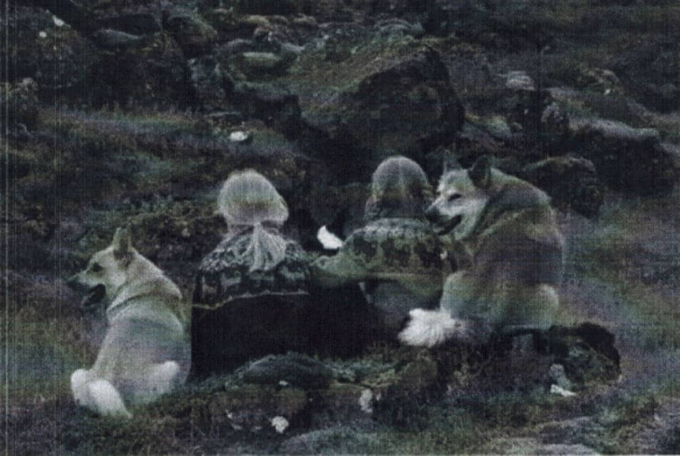 Black and white photo of an Icelandic Sheepdog