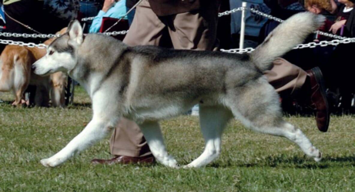 Siberian Husky