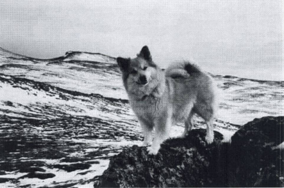 Black and white photo of an Icelandic Sheepdog