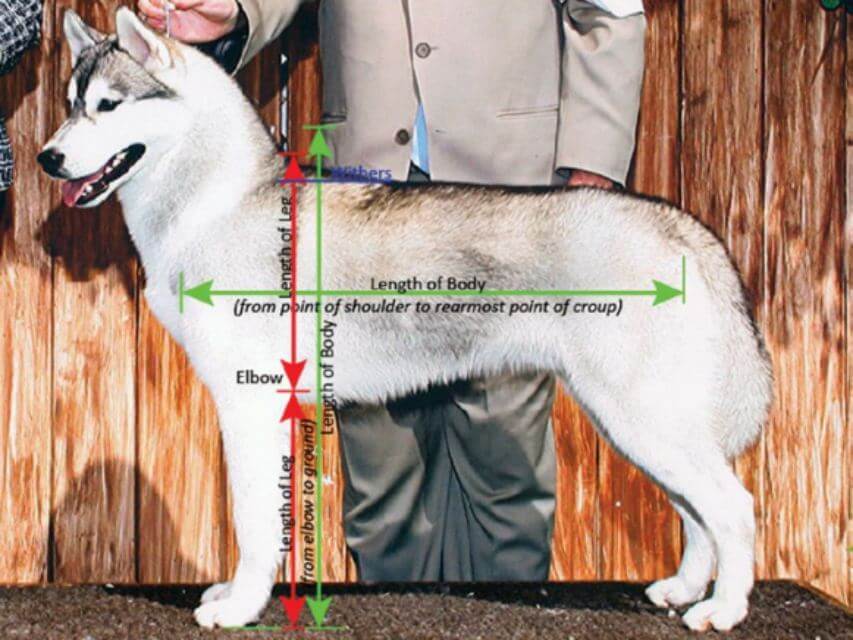 Siberian Husky