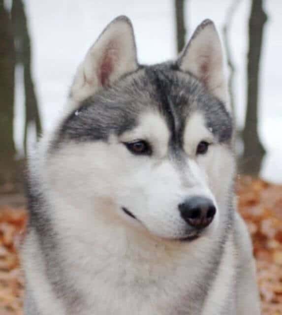 Siberian Husky