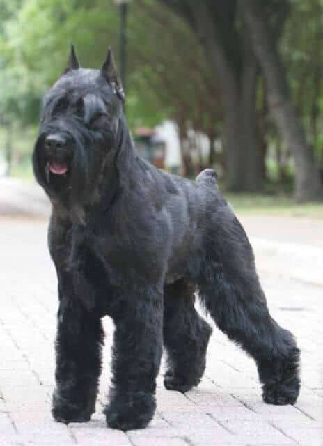 Standard Schnauzer