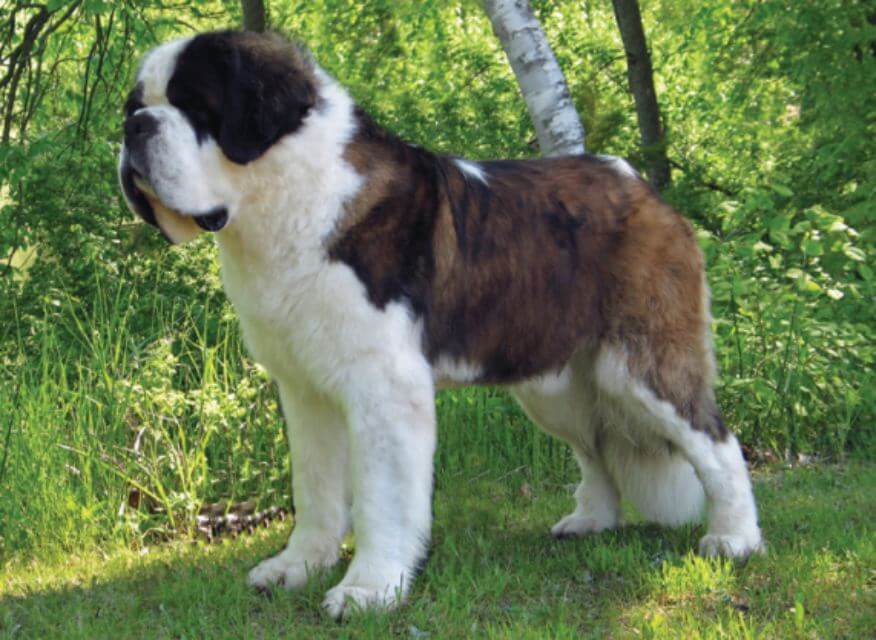 Saint Bernard