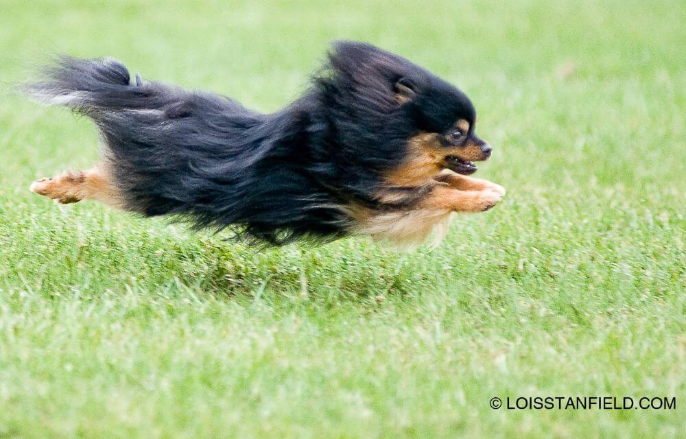 Pomeranian