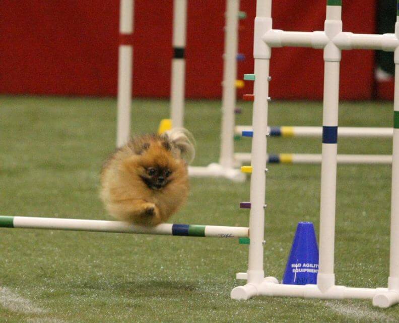 Pomeranian