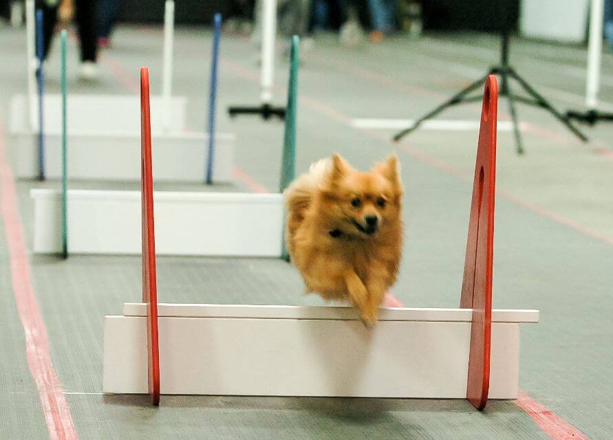 Pomeranian