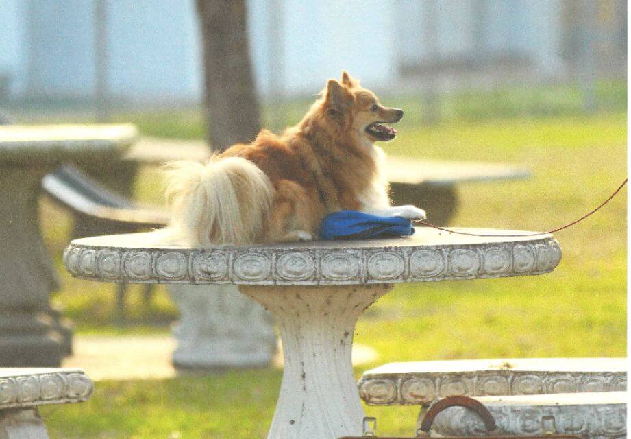 Pomeranian