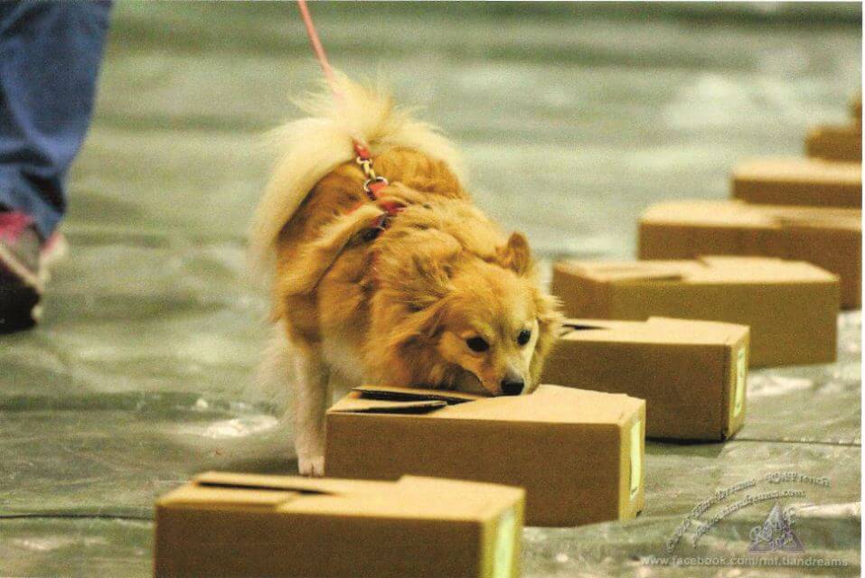Pomeranian