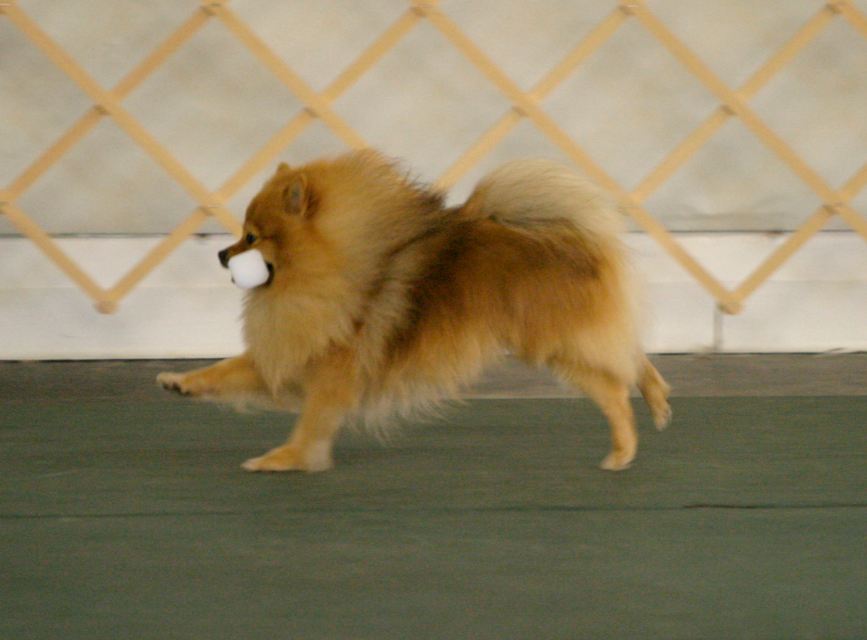 Pomeranian