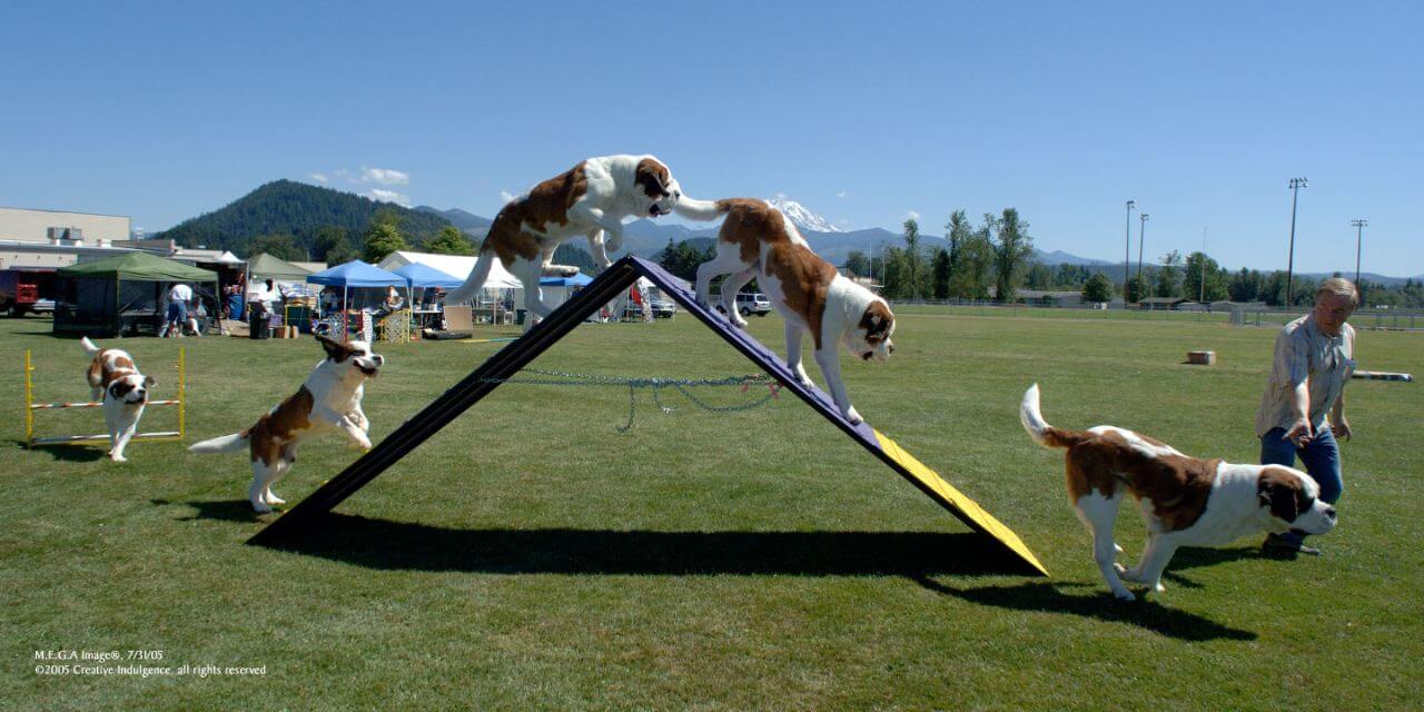 Saint Bernard