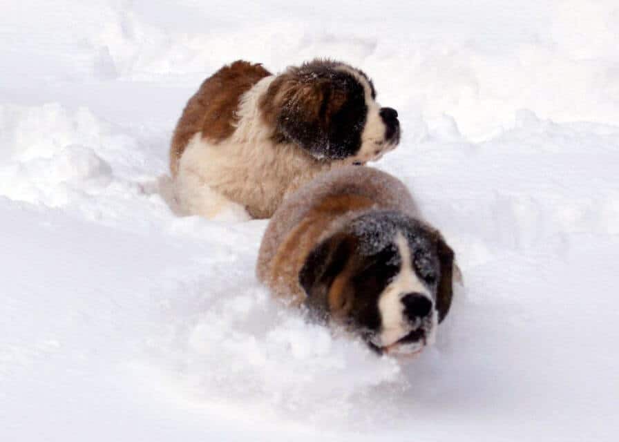 Saint Bernard