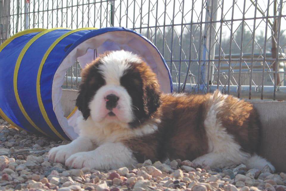 Saint Bernard