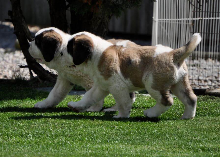 Saint Bernard