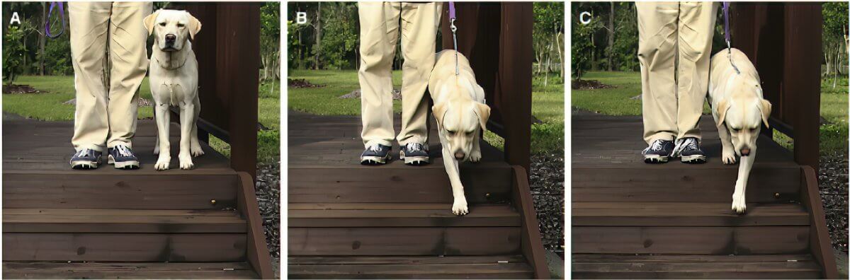 Figure 1. (A) Start position. Dog showing (B) right paw preference and (C) left paw preference. Test is performed with the handler on both sides of the dog.