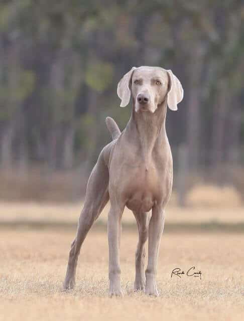 Weimaraner
