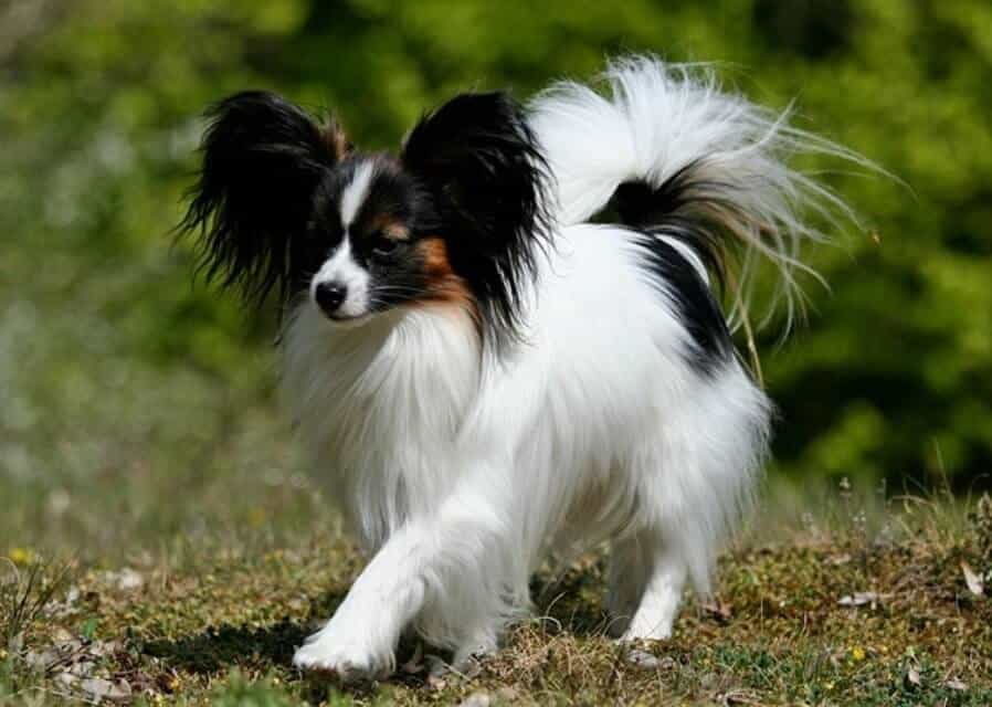 Papillon