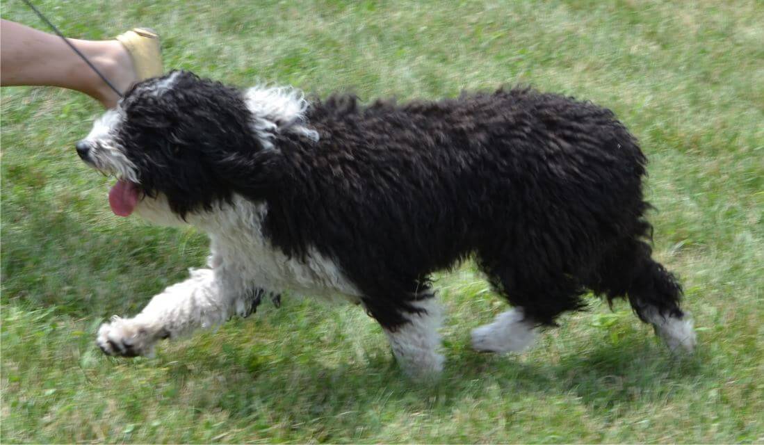 Spanish Water Dog