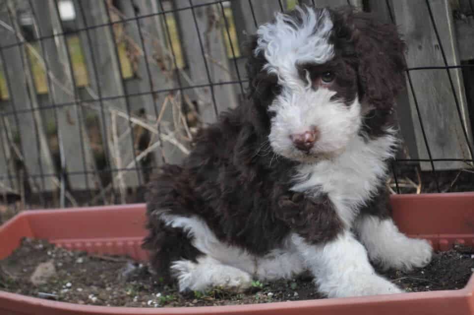Spanish Water Dog