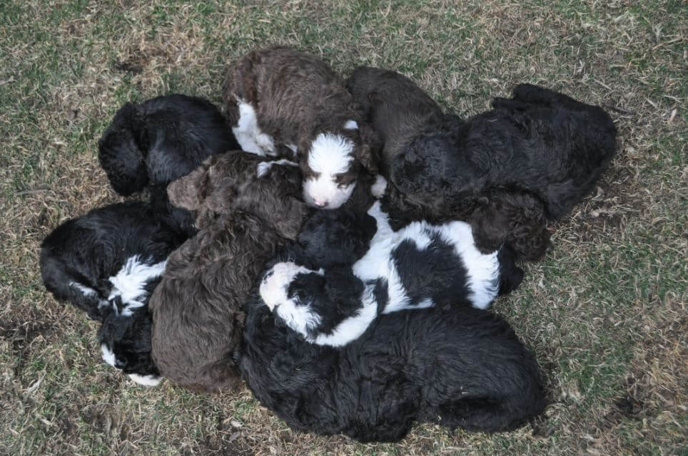 Spanish Water Dog