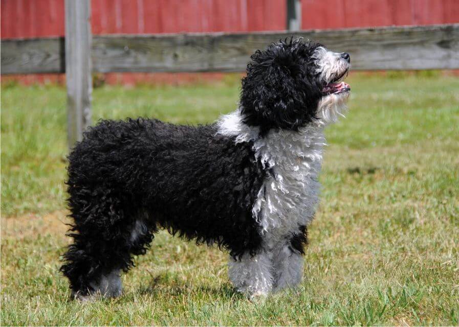 Spanish Water Dog