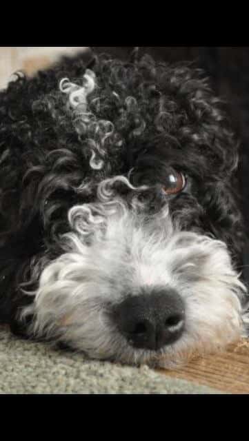Spanish Water Dog