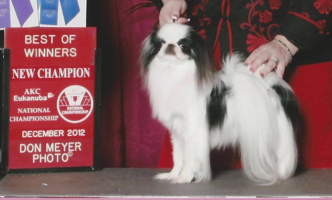 Japanese Chin