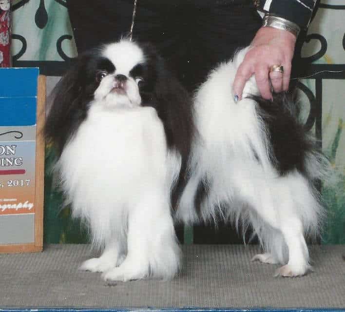 Japanese Chin
