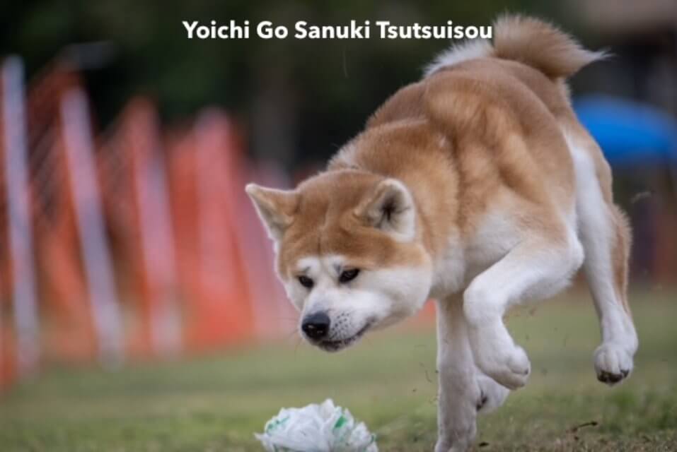 Japanese Akitainu